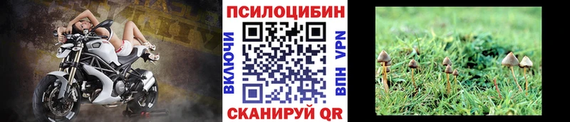 где найти   Емва  Галлюциногенные грибы Psilocybine cubensis 